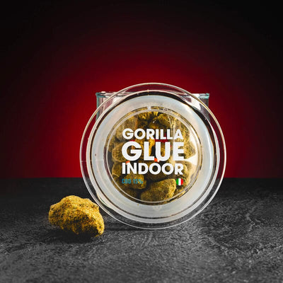 CBD Gorilla Glue цветове, представени в продуктов кадър като качествени конопени цветове.