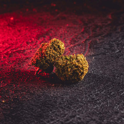 Hazelnut CBD Kratom World, представен в детайлен продуктов кадър като CBD конопен цвят с лешников профил.